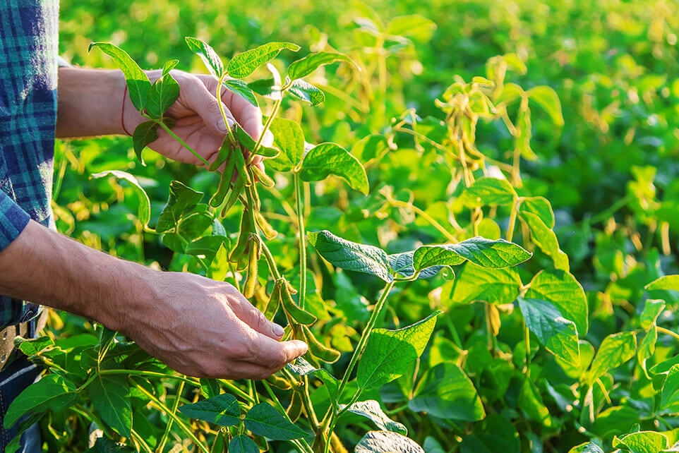 Man checking his crops in their field.